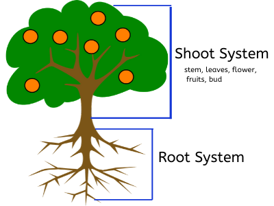 plant parts for kindergarten