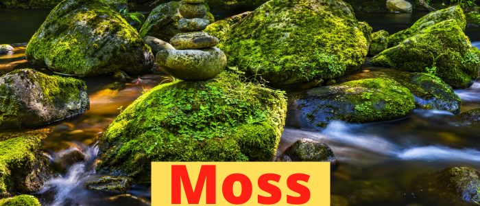 moss_plants