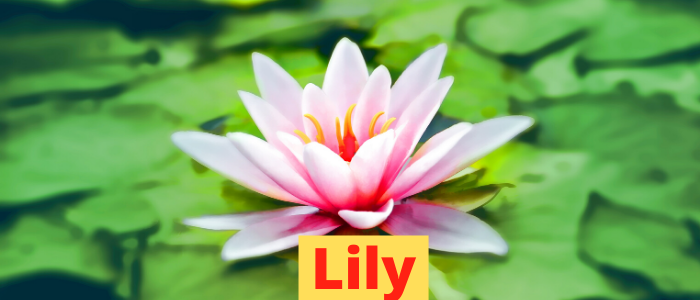 lily_plant