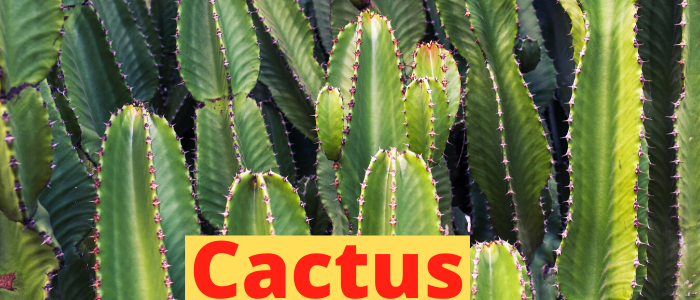 adaptation of cactus