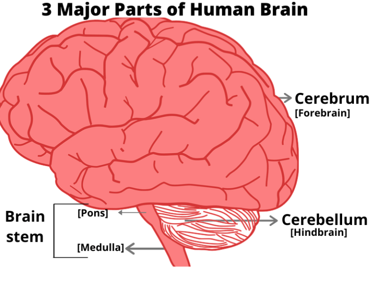 parts of the brain for kids