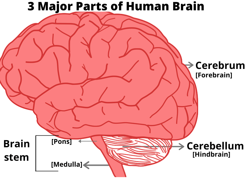 main parts of the brain