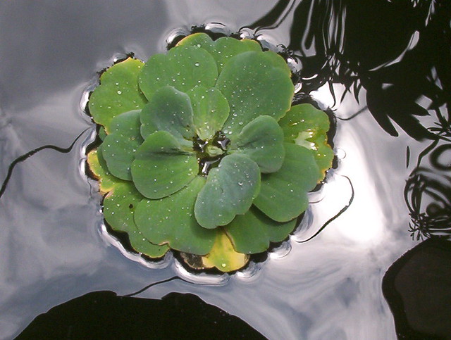 Awesome Aquatic Plants Facts For Kids Aquatic Plant Types