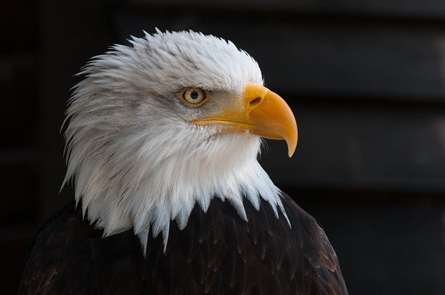 bald_eagle_facts_for_kids