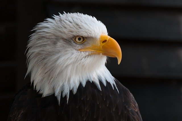 Bald Eagle Facts For Kids - Amazing 21 Facts About Bald Eagle