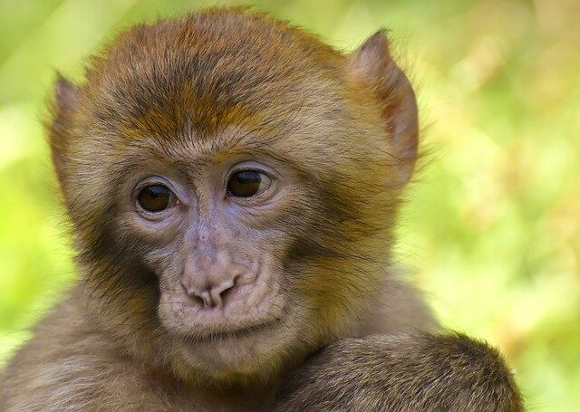 Monkeys: Facts about the largest group of primates