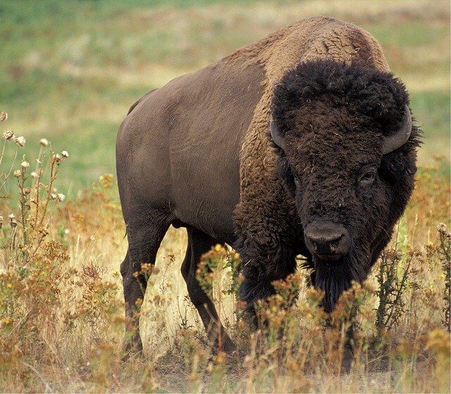 fun-bison-facts-for-kids-funny-facts-information-about-bison