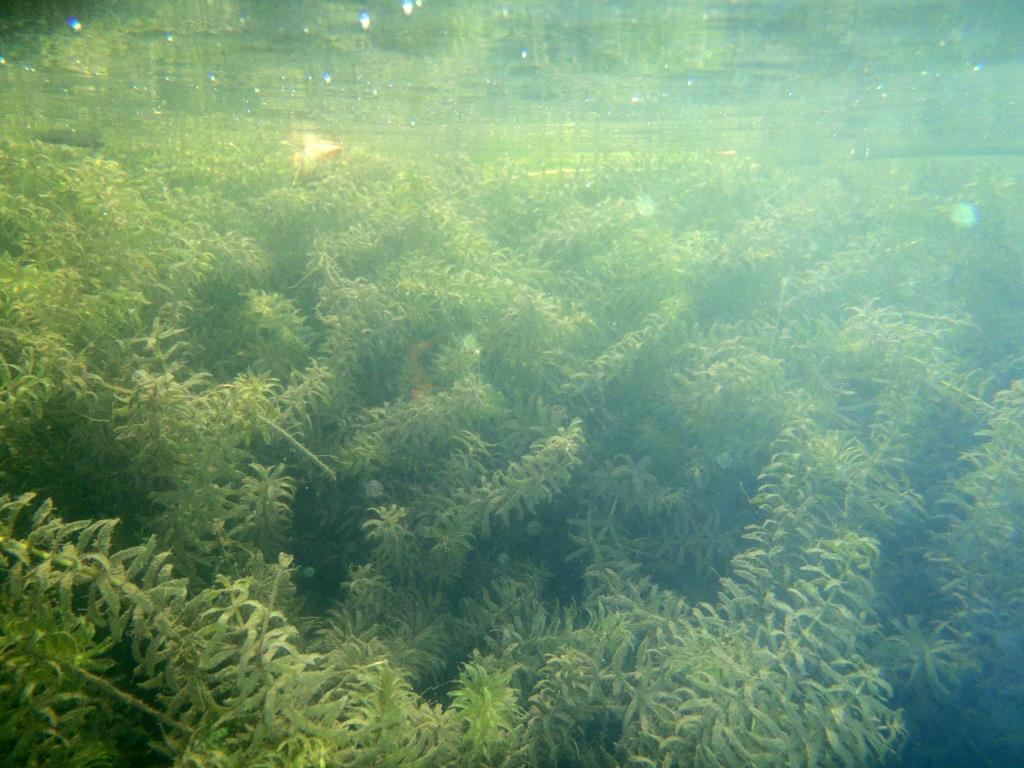 underwater river plants