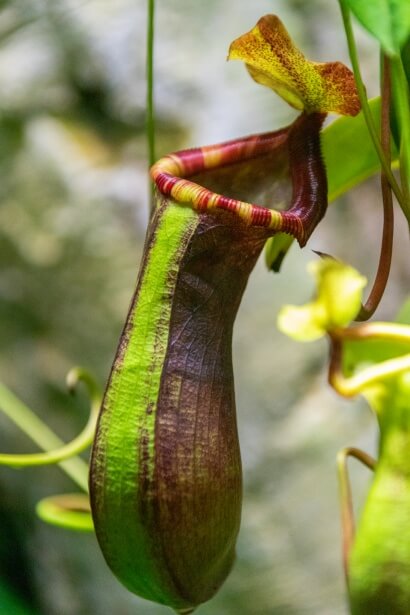 carnivorous plants with names