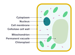 Top 10 Plant Cell Facts Complete Plant Cell Facts