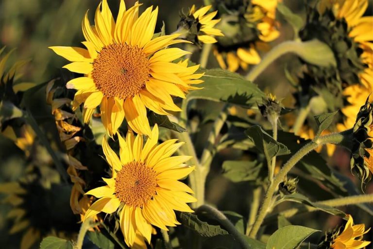 sunflower_plants