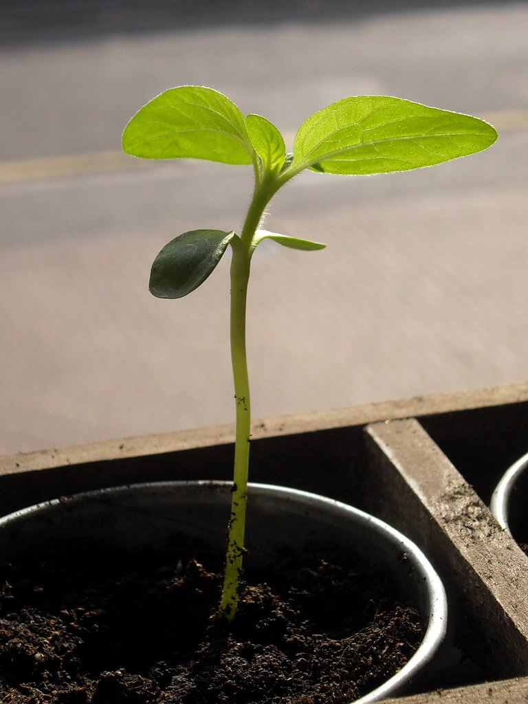 22+ Plant Life Cycle Preschool