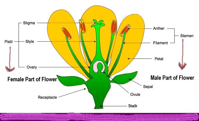 Part Of A Flower Fun Facts About Flowers