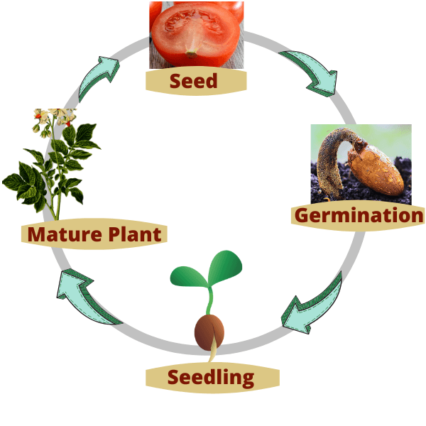 life cycle of a flowering plant diagram for kids