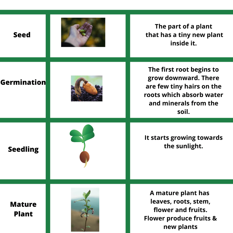 life cycle of a flowering plant diagram for kids