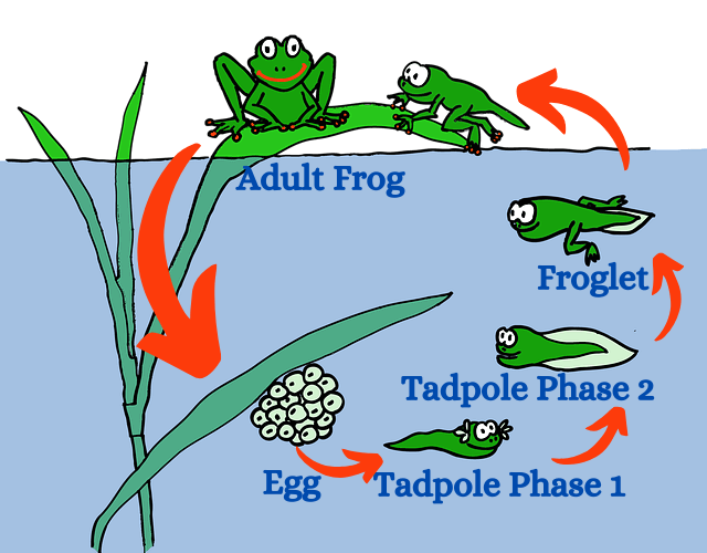 Tadpole To Frog Process