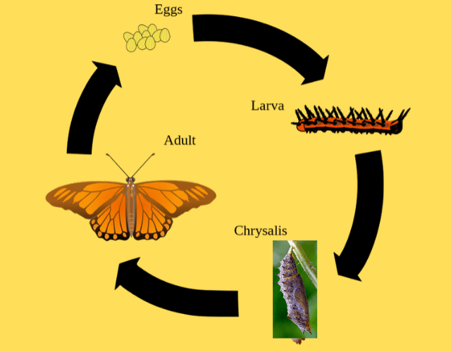 life_cycle_of_a_butterfly