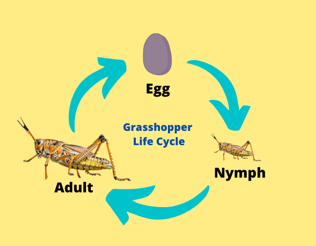 Grasshopper Larvae