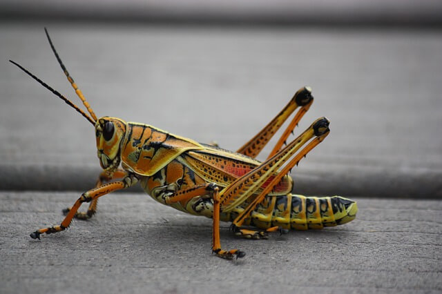 life_cycle_of_a_grasshopper