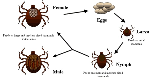 life cycle of a animal