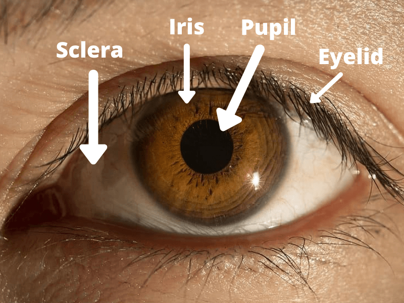 2. What do human eyes and brains use to figure out things about a space?