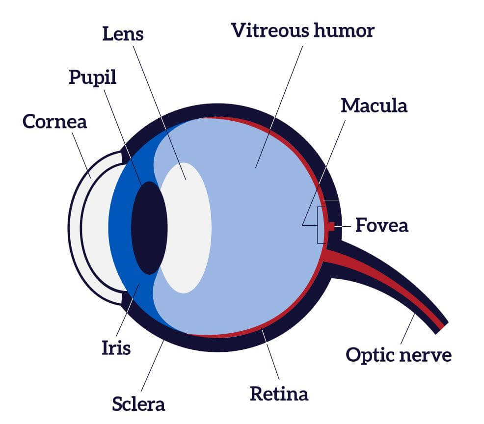 parts of the eye and its function