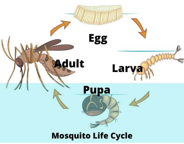 4 Stages of Mosquito Life Cycle- Amazing Facts of Mosquitoes