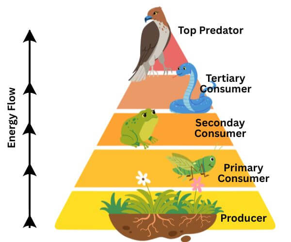 Food chain pyrmid