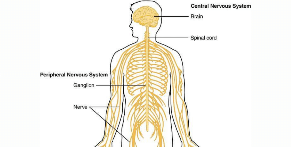 the_nervous_system