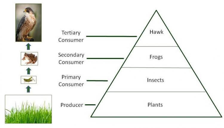 Food Chain Pyramid Diagram