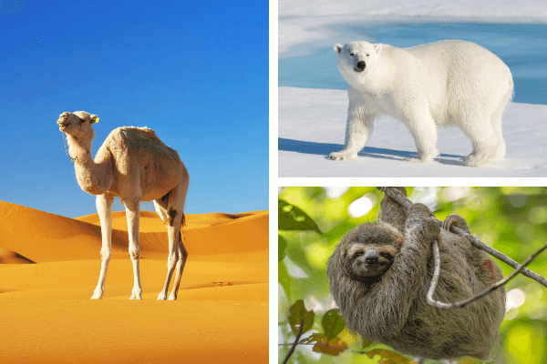 Animal Adaptations Complete Guide: Types of Animal Adaptation with Examples