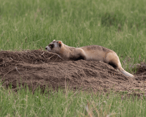 15 Unique Examples of Animal Adaptations