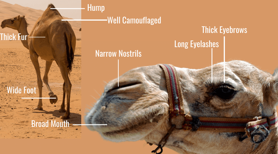 How Is A Camel Adapted For Life In The Desert - The average life