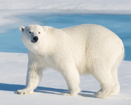 https://smartclass4kids.com/wp-content/uploads/2020/09/Animal_Adaptations_Polar_Bear.png