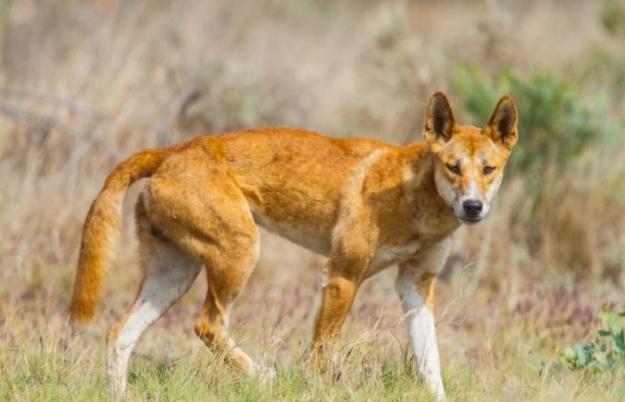 Australian animals