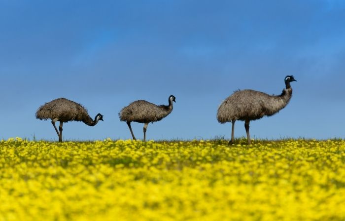 Australian animals