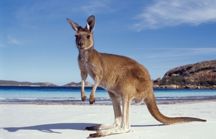 Australian animals