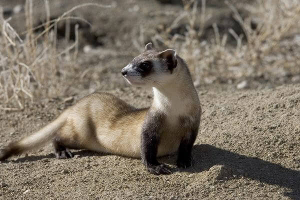 Black-footed ferret adaptations
