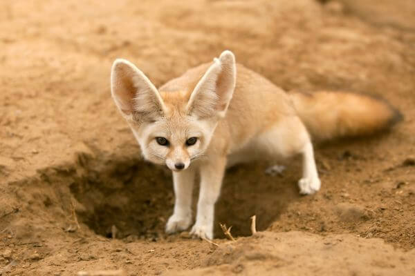 Fennec Foxes adaptations
