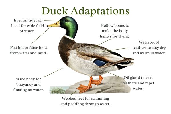 Duck Adaptations