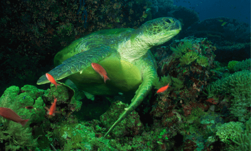 sea_turtle_facts