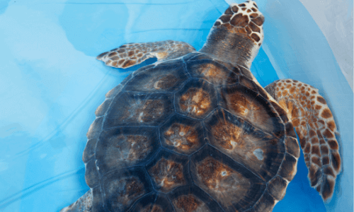 sea_turtle_facts