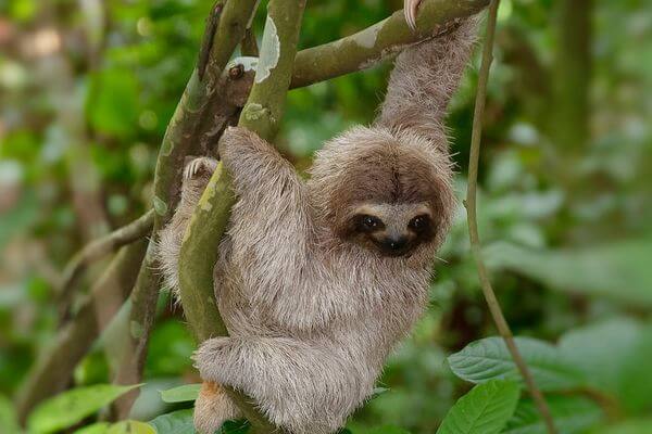 Sloth Adaptations