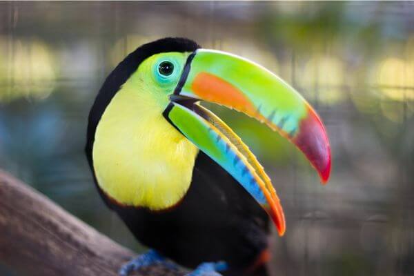 Toucan Adaptations