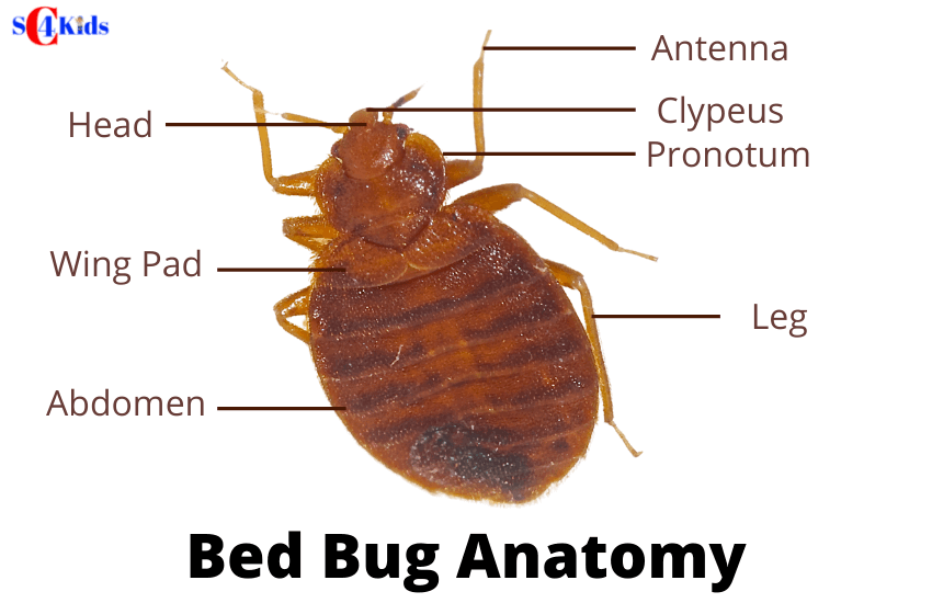 Bug Anatomy Diagram