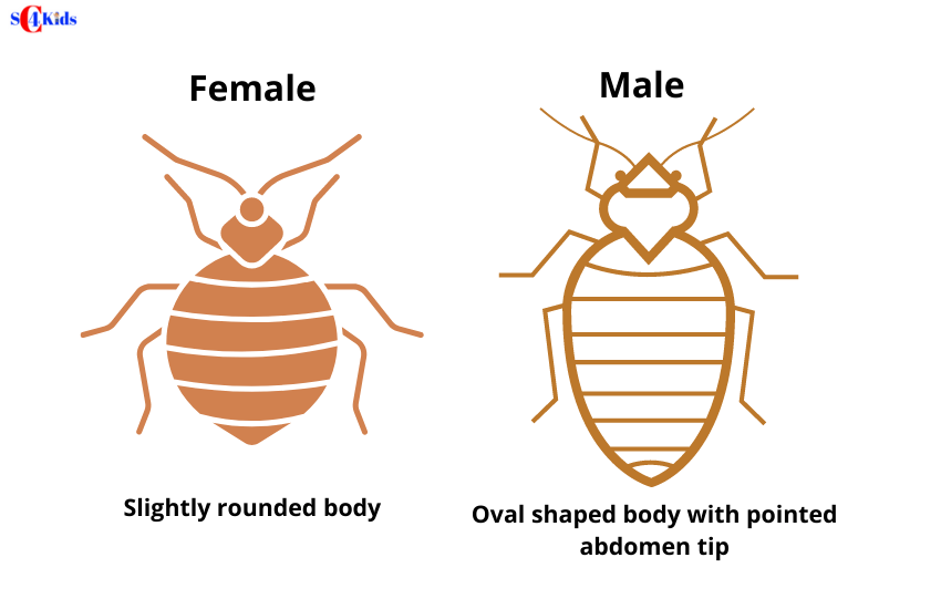 pictures of male and female bed bugs