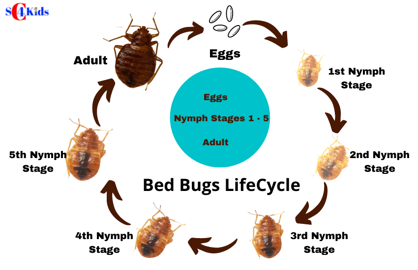 Cockroach's Life Cycle - Egg, Baby, and Adult Stages