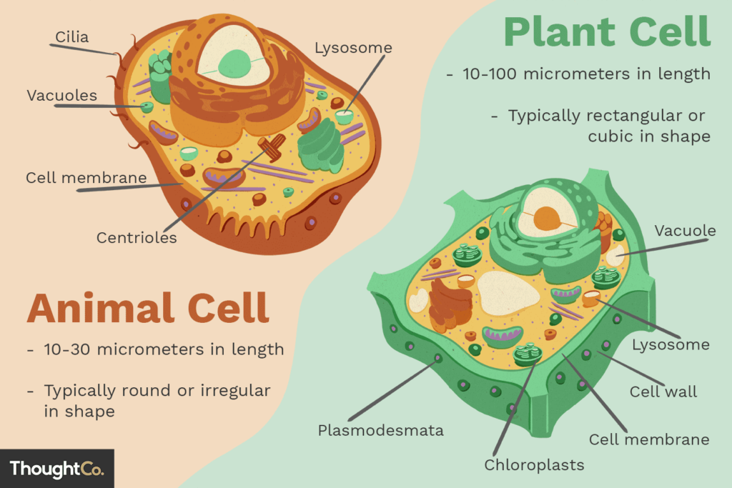 What Is Animal And Plant Life Called