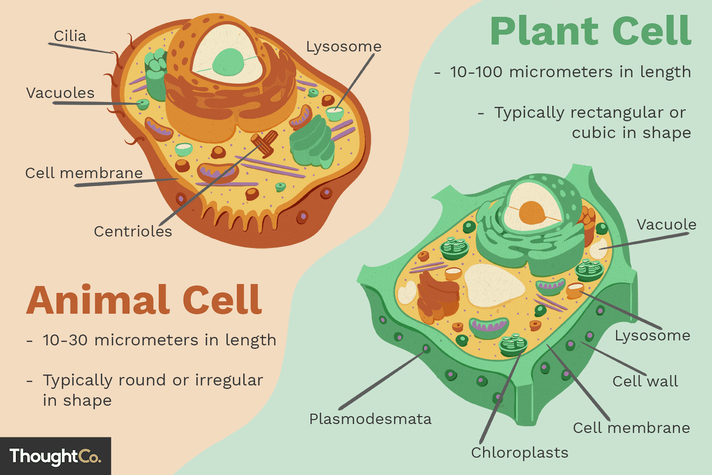 What Are The Things In A Plant Cell