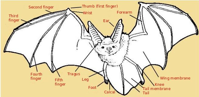 Got Bat Wings? Here's Why and What You Can Do About Them